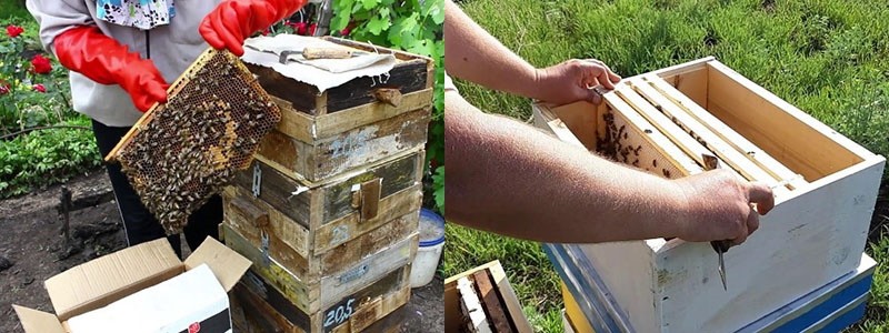 utilisation de ruches multi-ruches