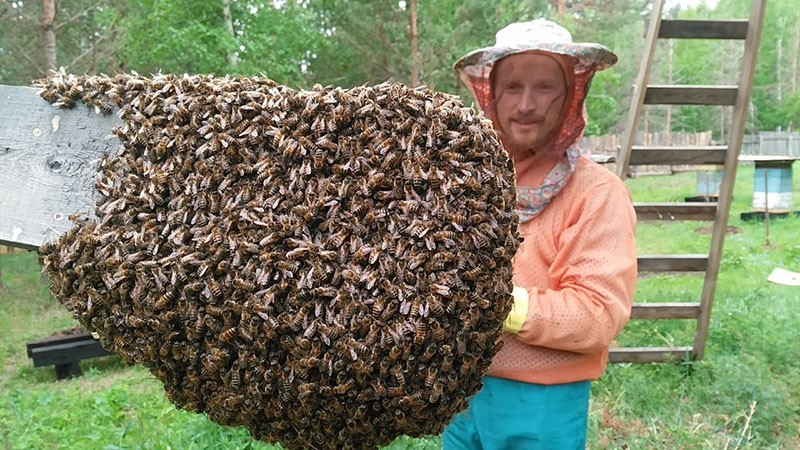 essaimage d'abeilles détecté