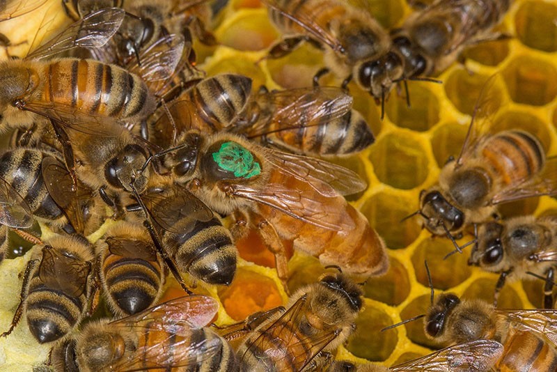 reine de la colonie d'abeilles