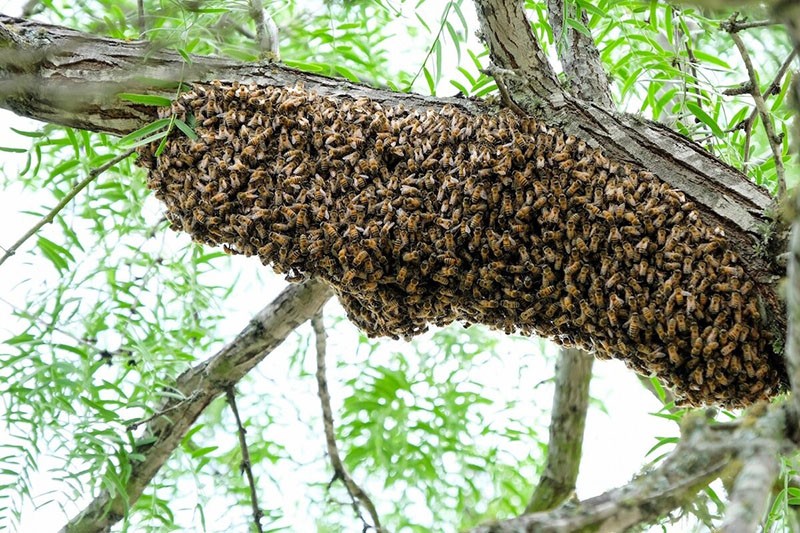 en quel mois a lieu l'essaim d'abeilles