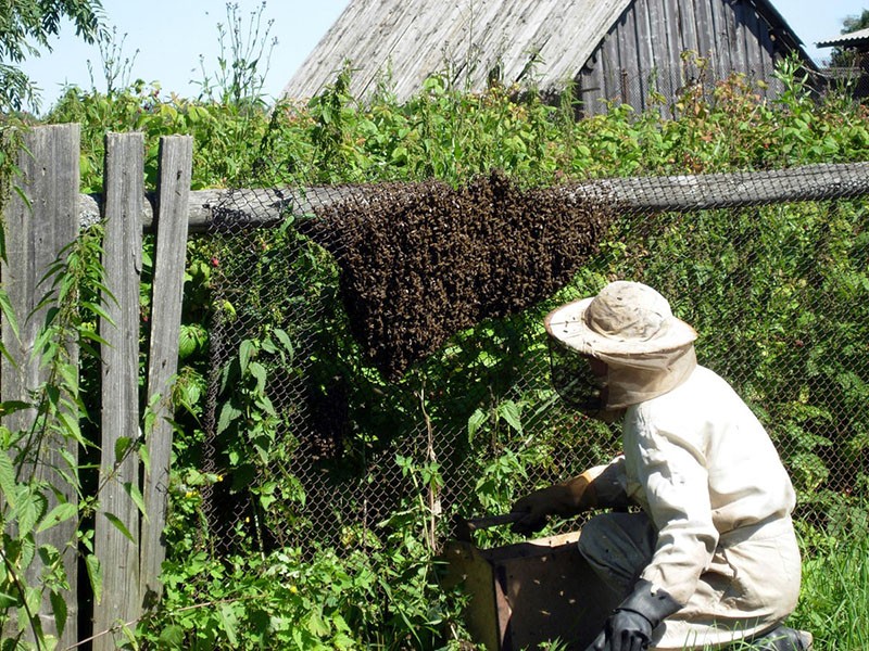 apiculteur observant les abeilles
