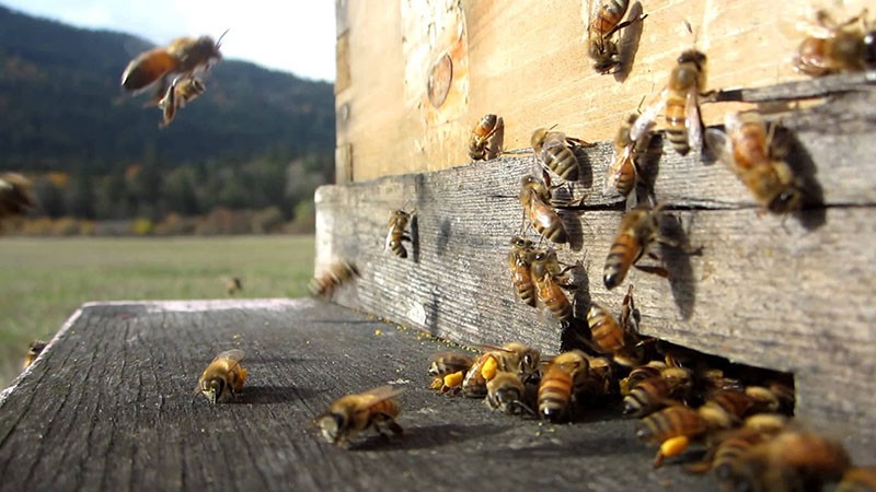 les abeilles travaillent