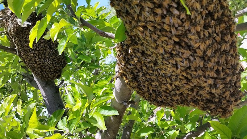 comment empêcher l'essaimage des abeilles