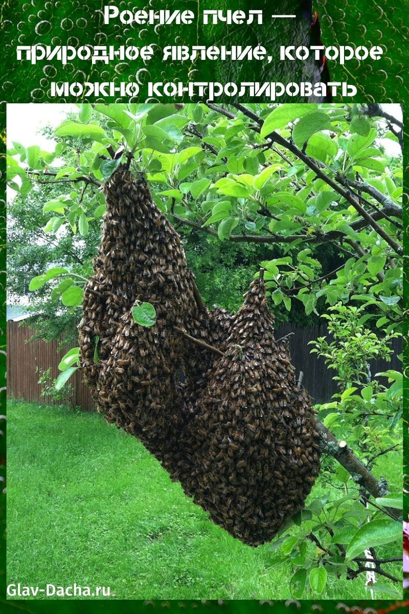 essaimage d'abeilles