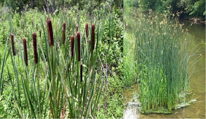 différences entre les quenouilles et les roseaux