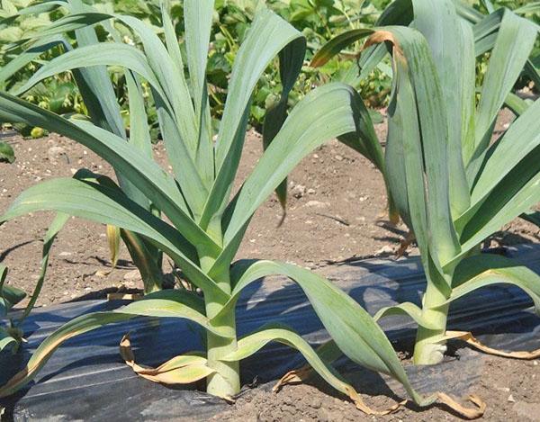 tecnología agrícola rockumbol en el sitio.