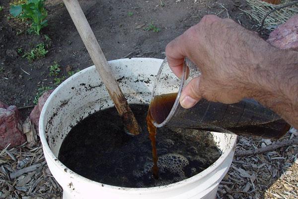 riego con infusión de gordolobo