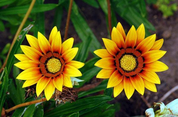 gazania con flores de color amarillo brillante