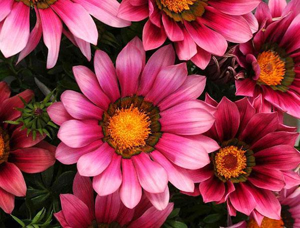 fleurs de gazania rose