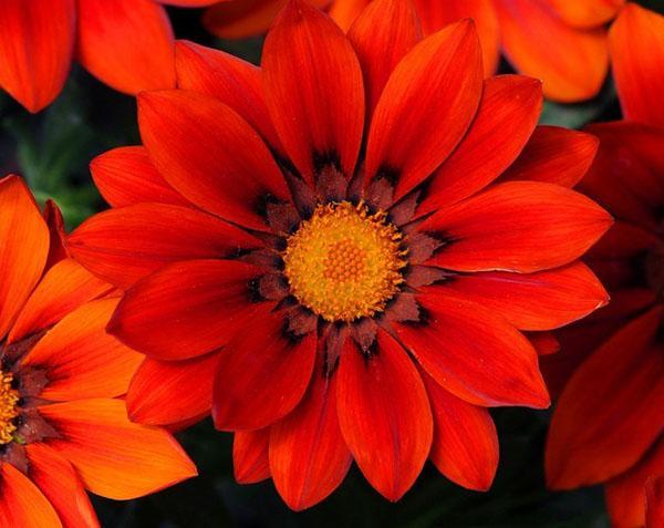 fleurs de gazania rouge vif