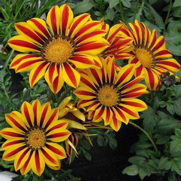 Gazania gros bisous