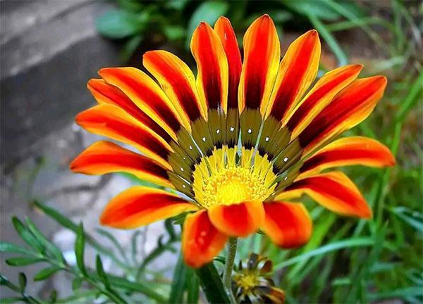 paon de gazania