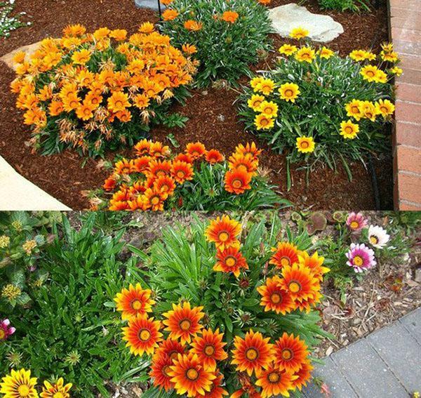 Gazania dans le jardin