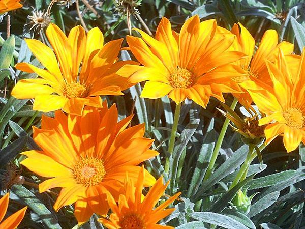 gazania se distingue par la durée de floraison