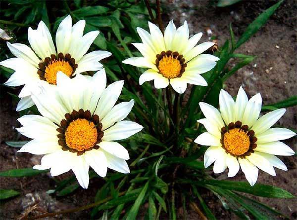 fleurs de gazania blanches