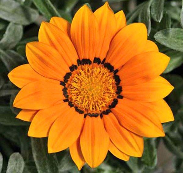 fleur orange pâle