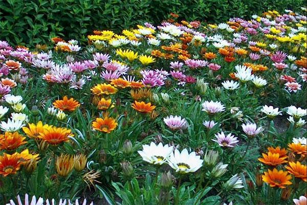 Gazania au chalet d'été