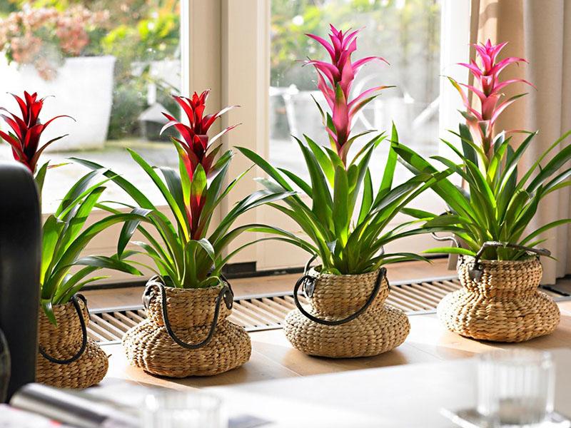 cuidado en el hogar de bromelia