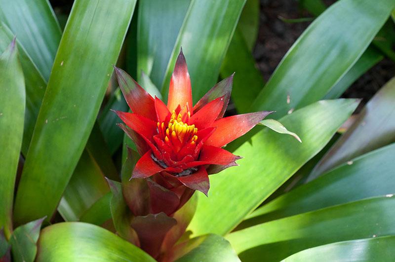 flores de bromelia