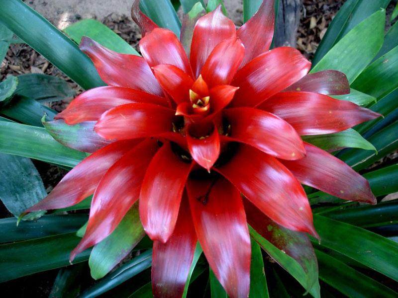 invitado de la bromelia tropical