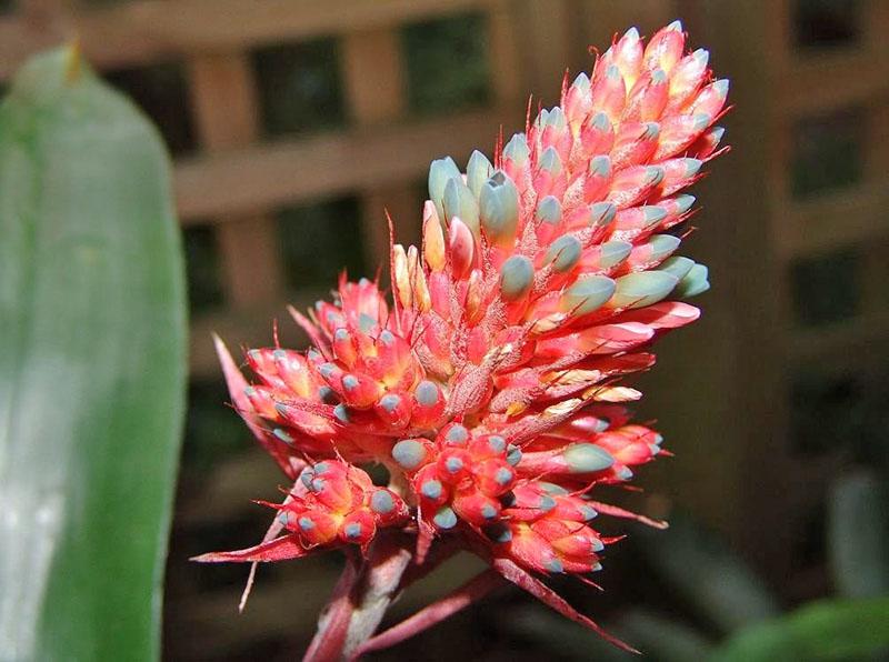 inflorescencia de bromelia