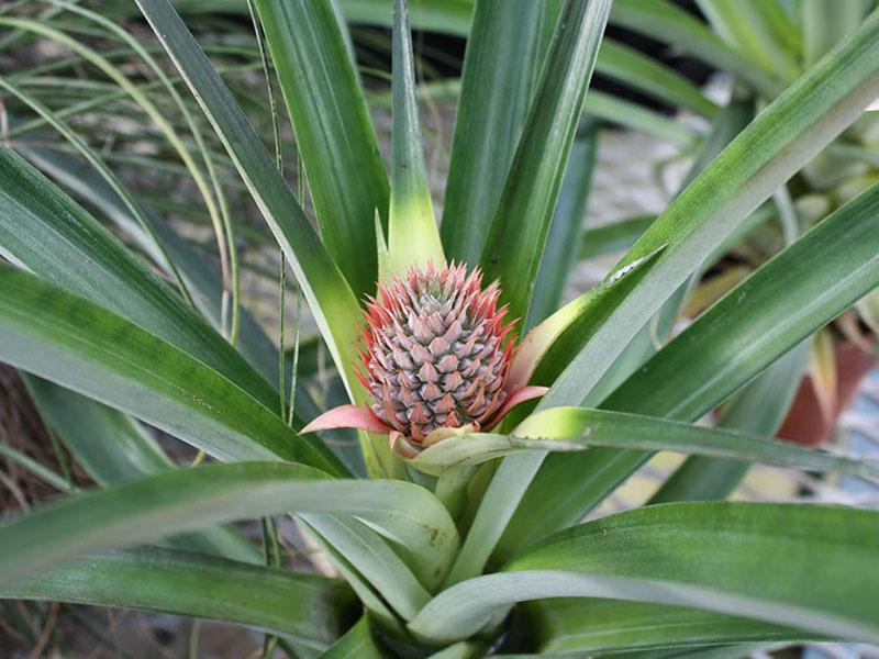 bromelia de cresta grande, atención domiciliaria