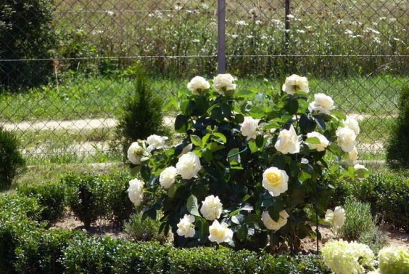 Rosa de té híbrida Chopin con boj