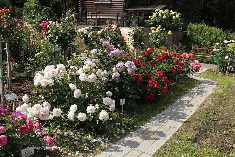 Rosa de Chopin en composición con otras flores
