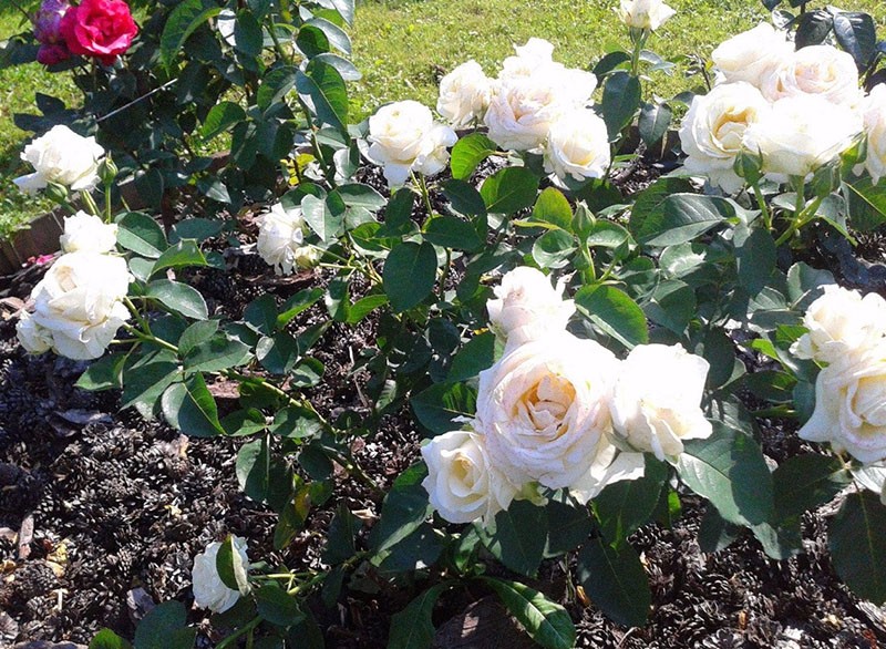 Rosa de té híbrida Chopin