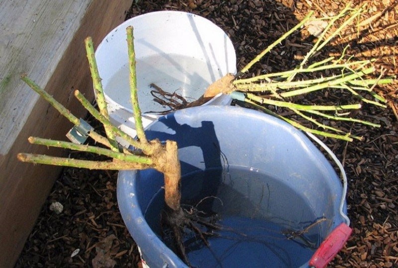 preparación de plántulas de rosas para plantar