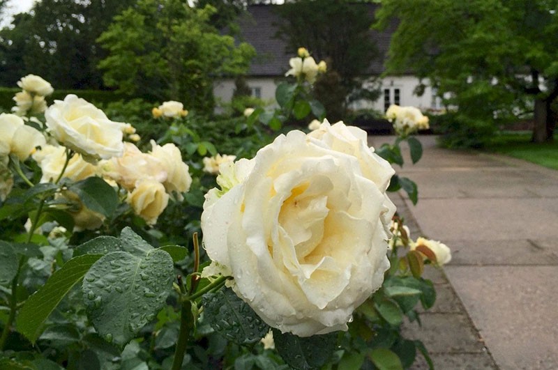 cuidando rosas en el jardín