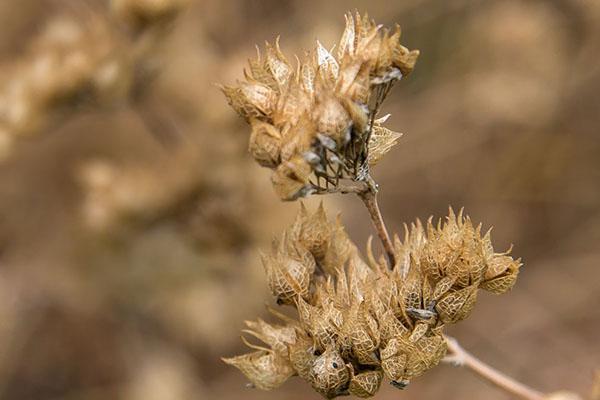 capsules de graines de karyopteris