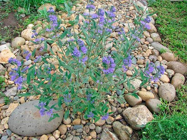 jeune buisson de karyopteris