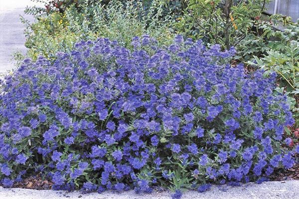 karyopteris après la coupe de cheveux