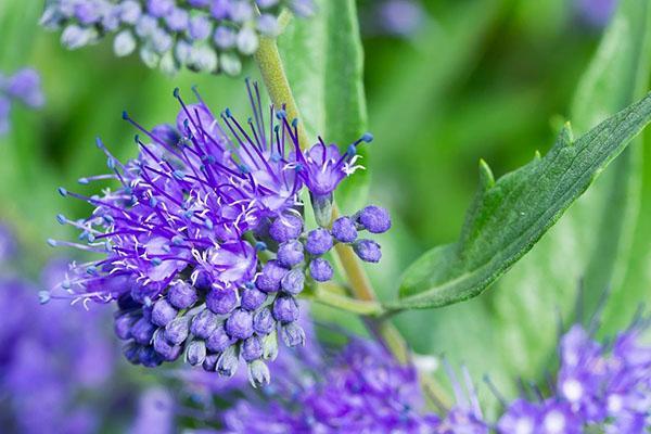 karyopteris klandonensky