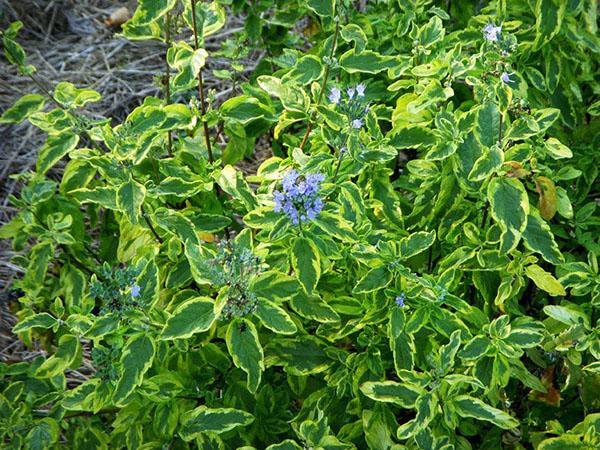 karyopteris panaché