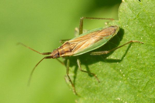 taon sur karyopteris