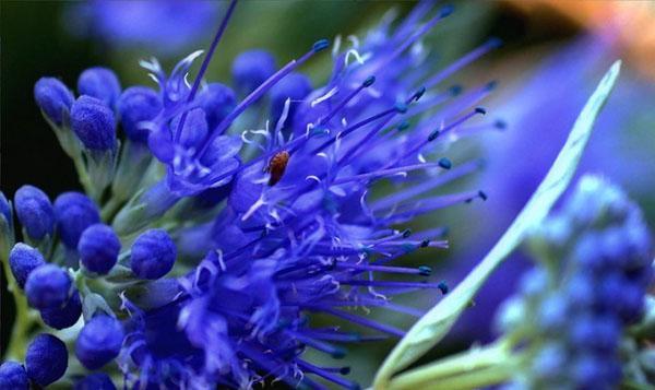 fleurs de karyopteris