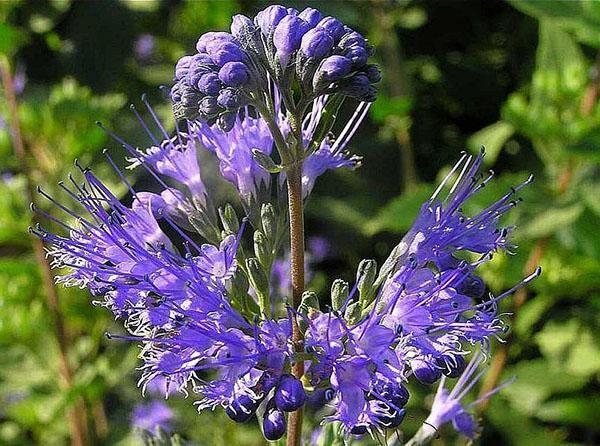 Floraison d'août des karyopteris