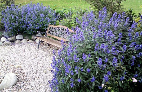 karyopteris dans la zone de loisirs