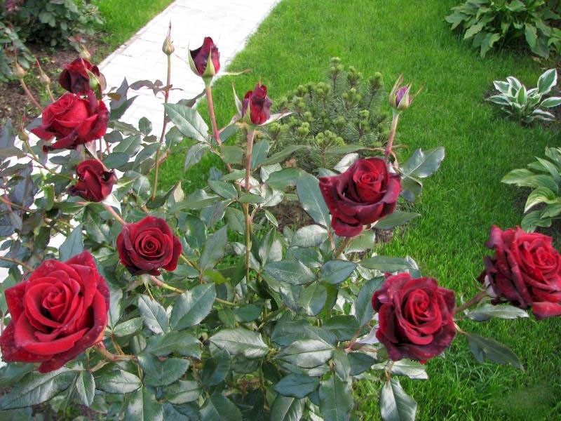 caractéristiques de la variété de roses Black Magic