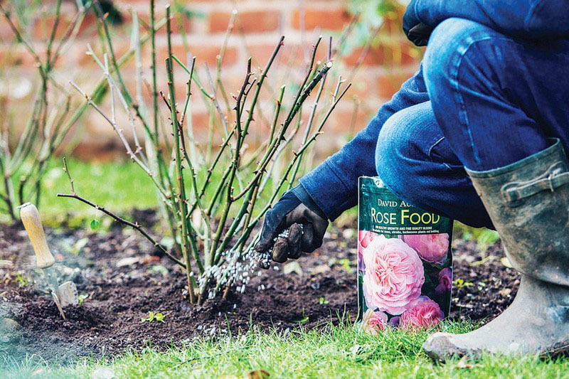 fertilisation sous la rose