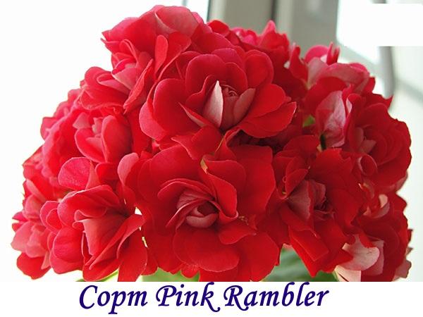 Cultivar rambler rosa