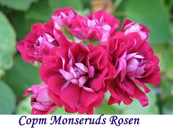 Cultivar de Monseruds Rosen