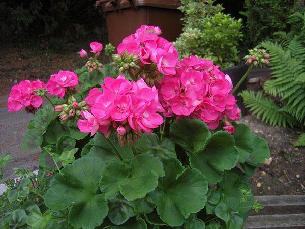 fleurs de géranium bouton de rose