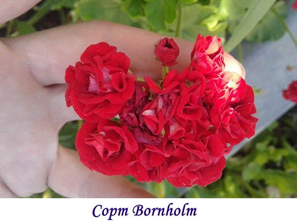 Variedad Bornholm