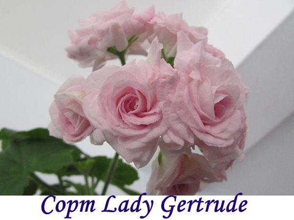 Variedad Lady Gertrude