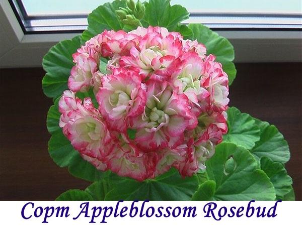 Cultivar de Rosebud Appleblossom