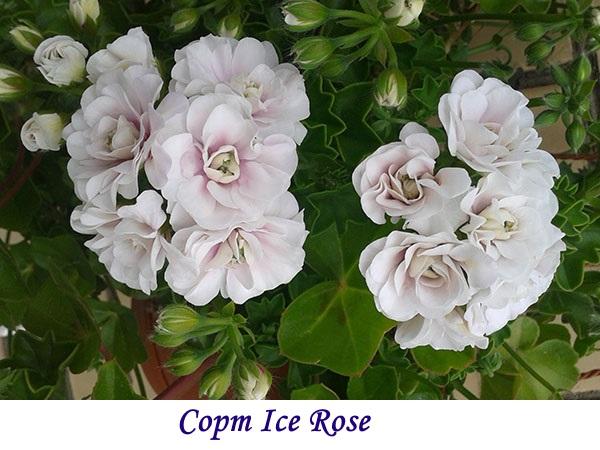 Variedad Ice Rose