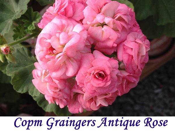 Rose antique de Grainger